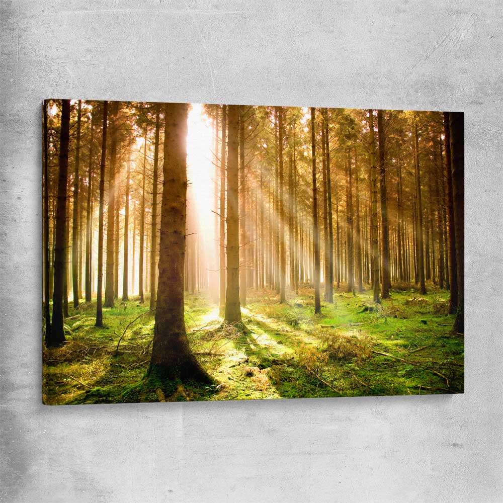 Floral print of Pine Forest Sunrise on a stretched canvas