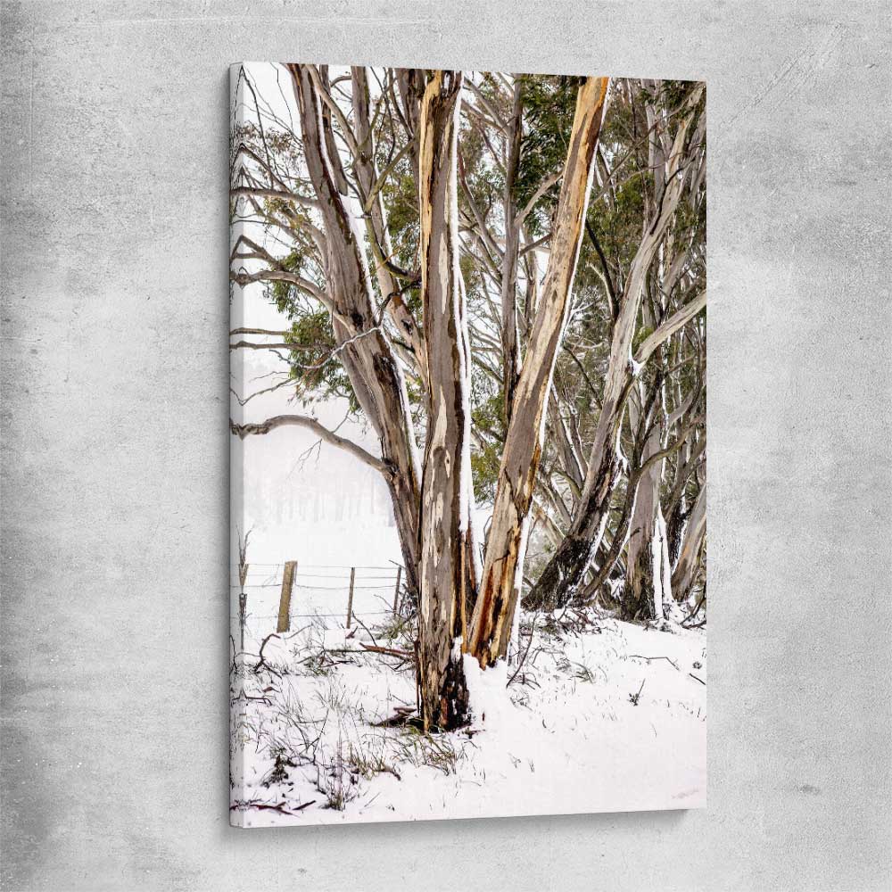 Floral print of Snowy Gumtrees on a stretched canvas