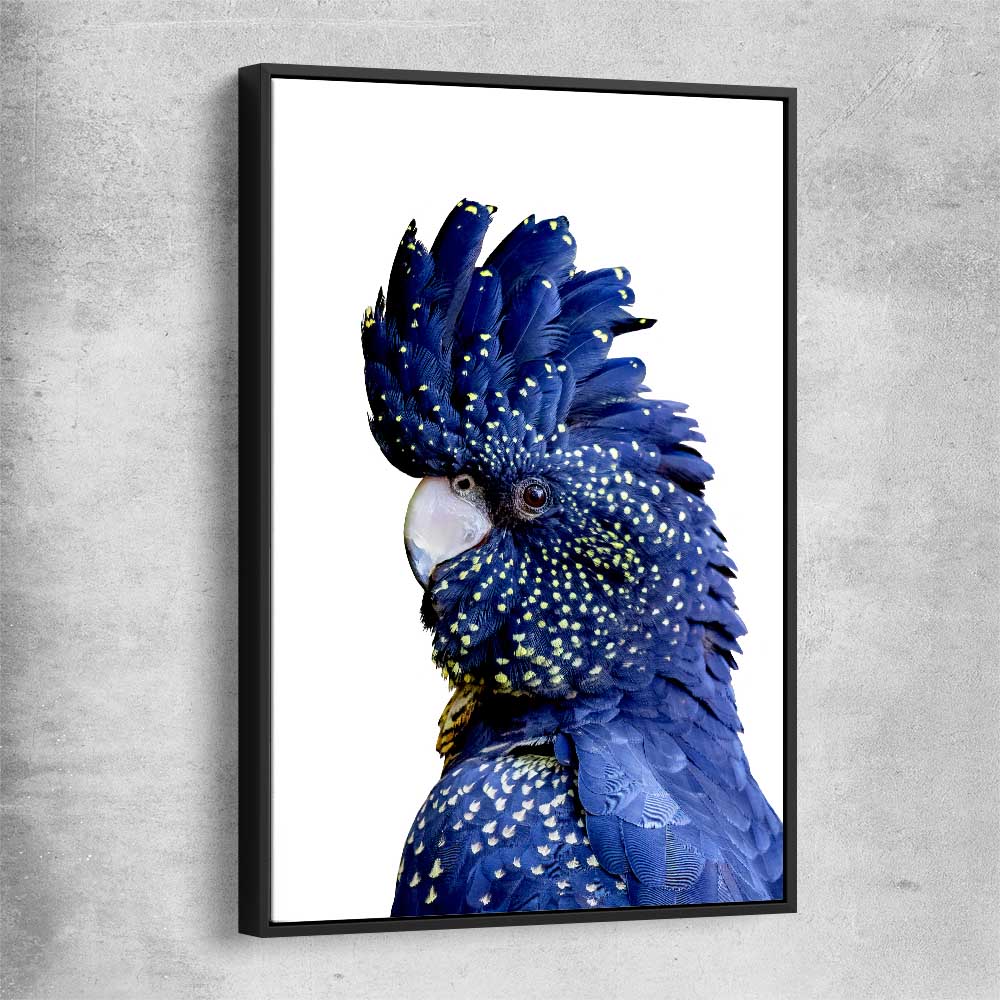 Animal wall art and canvas prints of Black Cockatoo One with black framed canvas