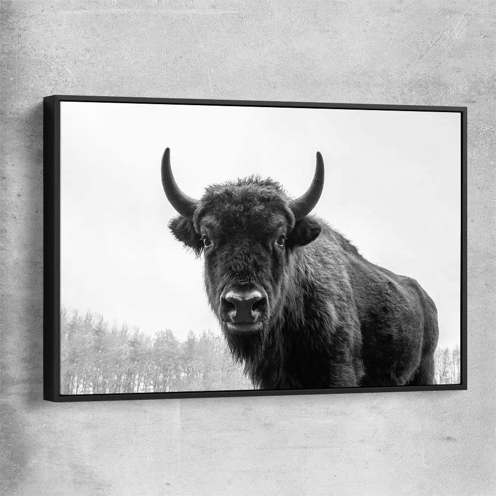 Animal wall art and canvas prints of Buffalo Gaze with black framed canvas