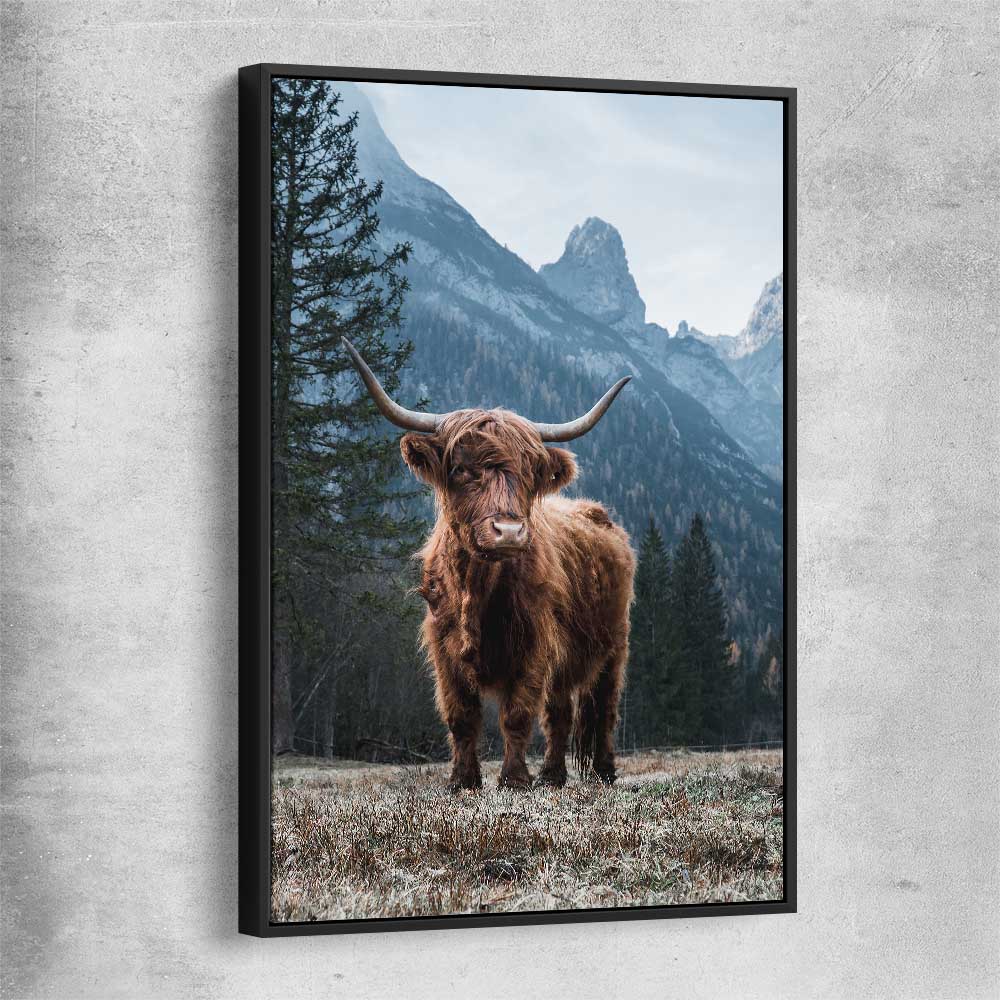 Animal wall art and canvas prints of Growing Highland with black framed canvas