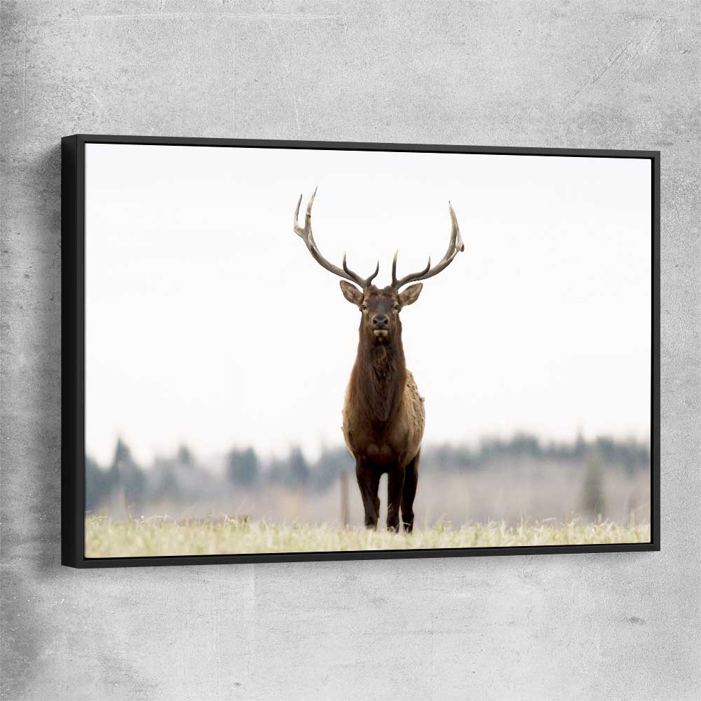 Animal wall art and canvas prints of Lone Deer with black framed canvas