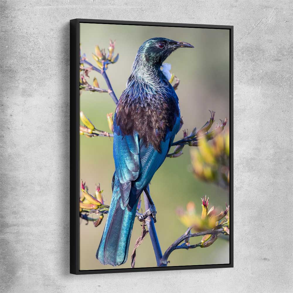 Animal wall art and canvas prints of New Zealand Tui with black framed canvas