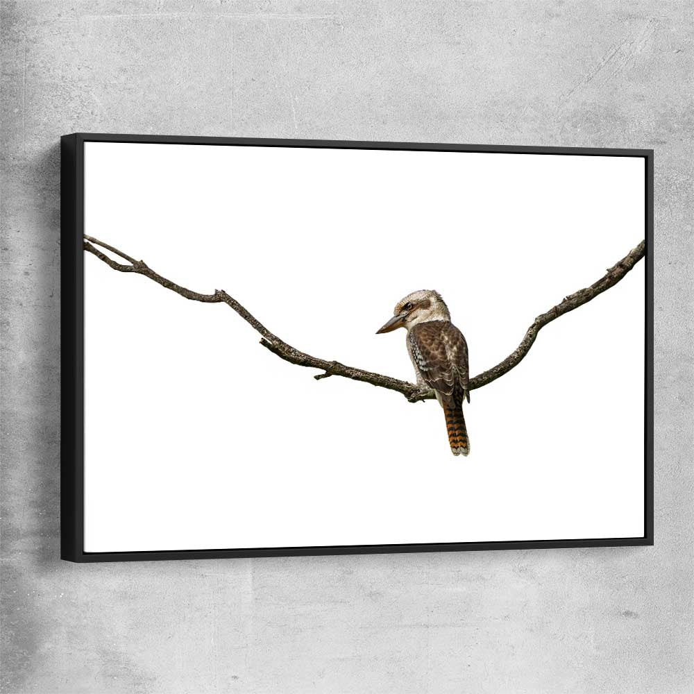Animal wall art and canvas prints of Perched Kookaburra with black framed canvas