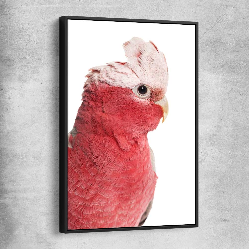 Animal wall art and canvas prints of Pink Cockatoo with black framed canvas