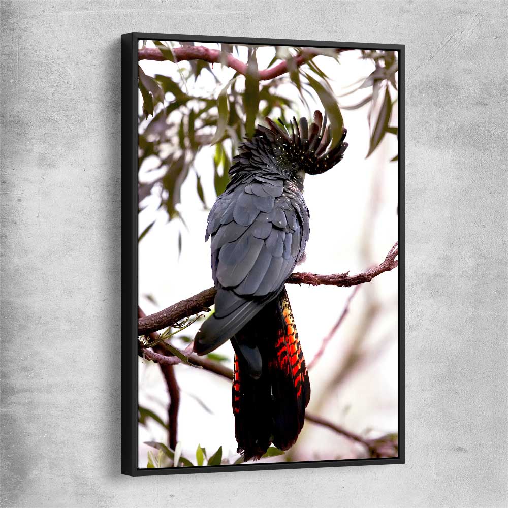 Animal wall art and canvas prints of Red Tail Cockatoo with black framed canvas