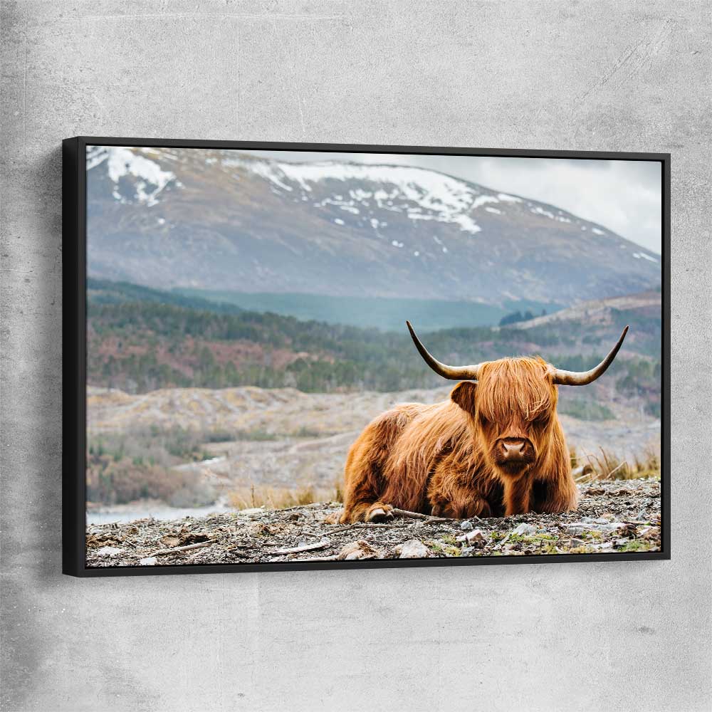 Animal wall art and canvas prints of Relaxing Highland with black framed canvas