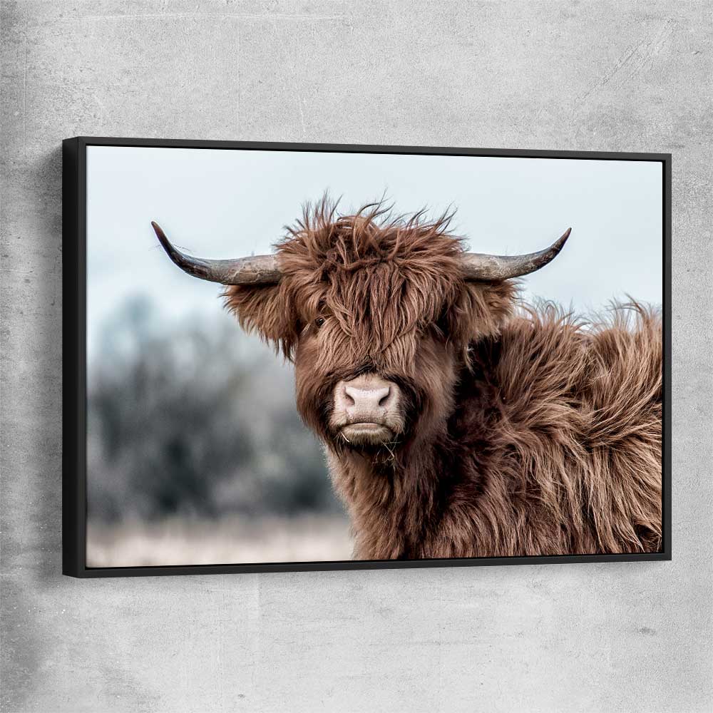 Animal wall art and canvas prints of Scottish Highland with black framed canvas