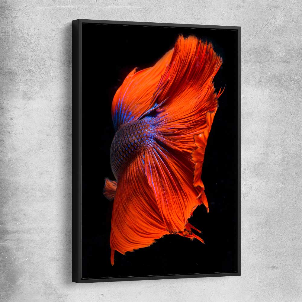 Animal wall art and canvas prints of Siamese Fighter with black framed canvas