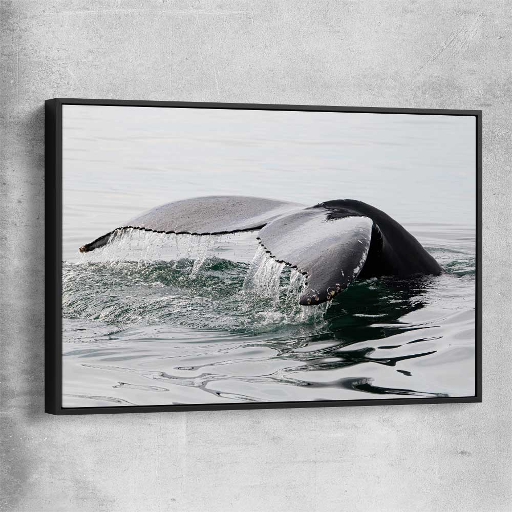 Beach and coastal wall art print of Humpback Whale with black framed canvas
