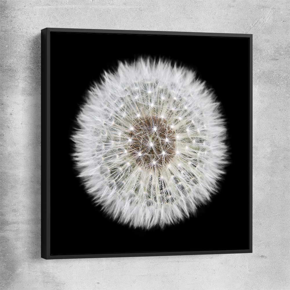 Inspirational wall art print of Isolated Dandelion with black framed canvas