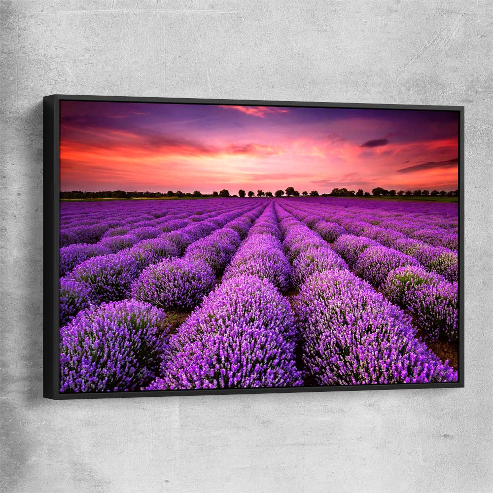 Floral print of Lavender Field with black framed canvas