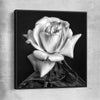 Floral print of Monochrome Rose with black framed canvas
