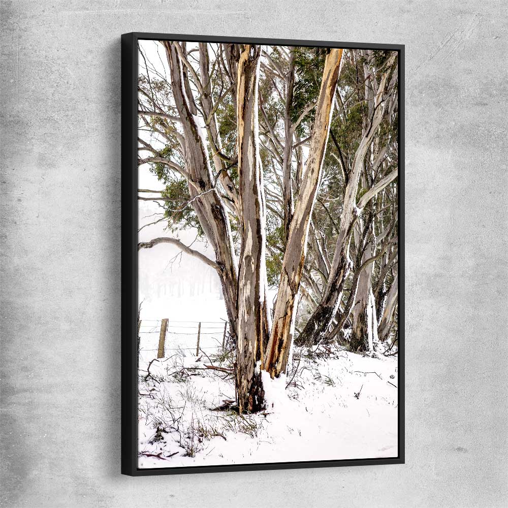 Floral print of Snowy Gumtrees with black framed canvas