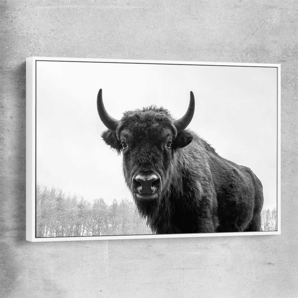 Animal wall art and canvas prints of Buffalo Gaze with white framed canvas
