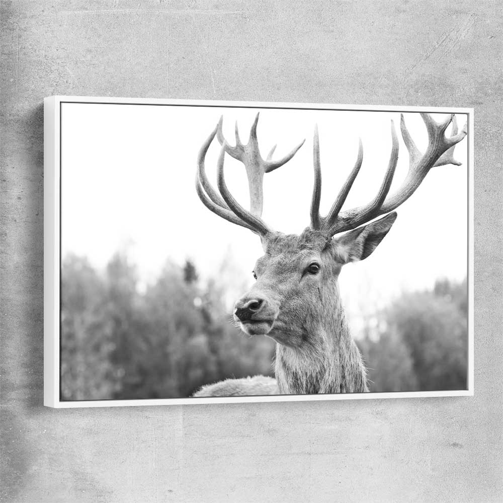 Animal wall art and canvas prints of Deer Focus with white framed canvas