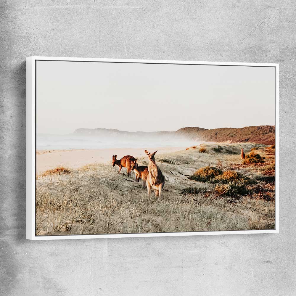 Animal wall art and canvas prints of Grazing Kangaroos with white framed canvas