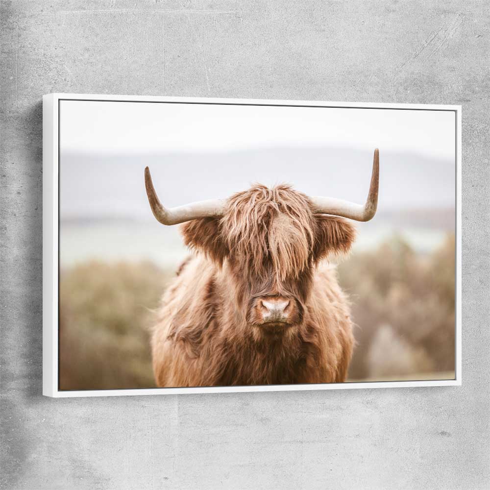 Animal wall art and canvas prints of Highland Cow with white framed canvas