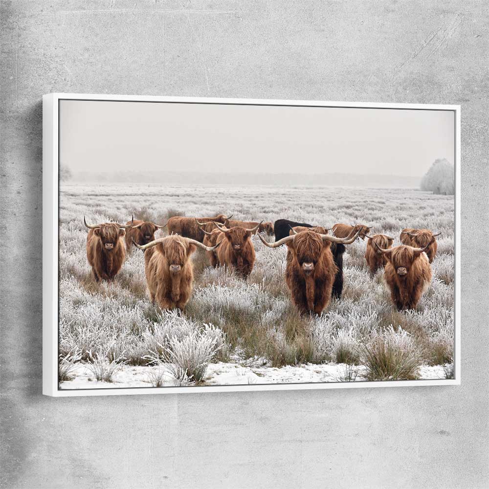 Animal wall art and canvas prints of Highland Ranges with white framed canvas