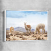 Animal wall art and canvas prints of Llamas in Peru with white framed canvas