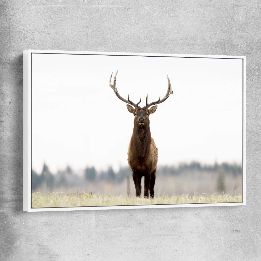 Animal wall art and canvas prints of Lone Deer with white framed canvas