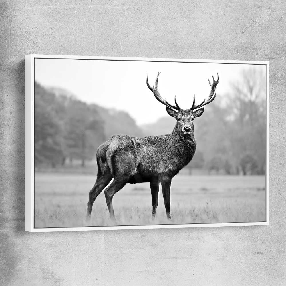Animal wall art and canvas prints of Majestic Red Deer with white framed canvas