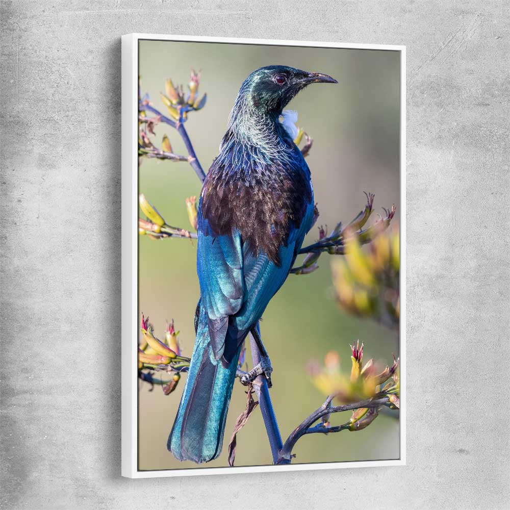 Animal wall art and canvas prints of New Zealand Tui with white framed canvas
