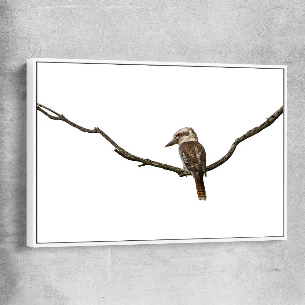 Animal wall art and canvas prints of Perched Kookaburra with white framed canvas