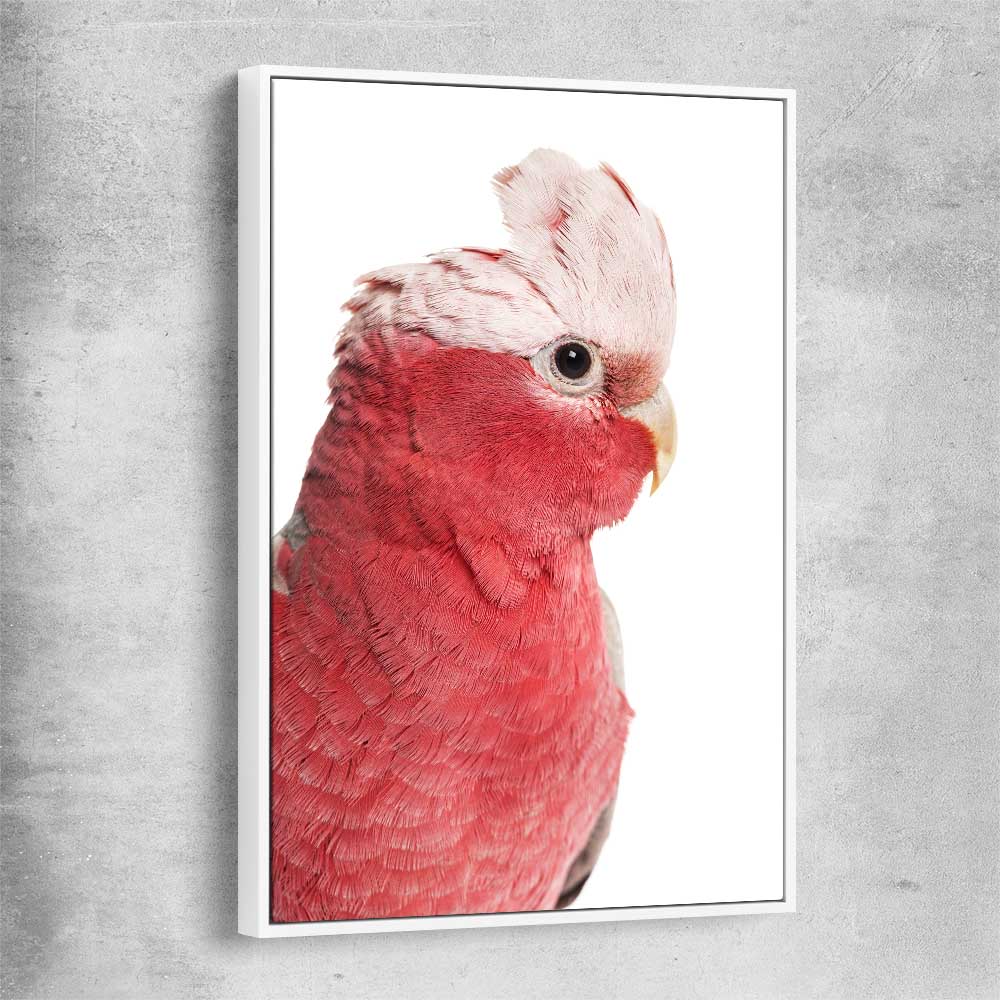 Animal wall art and canvas prints of Pink Cockatoo with white framed canvas