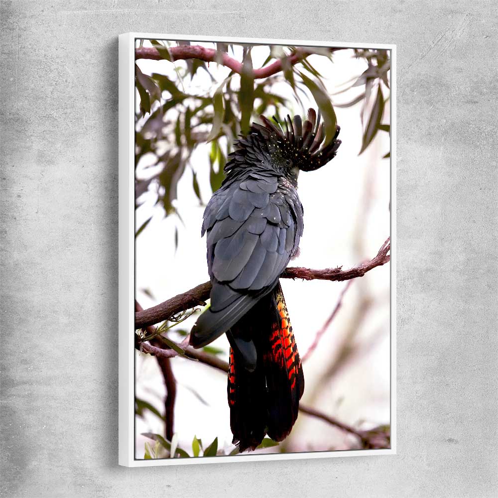 Animal wall art and canvas prints of Red Tail Cockatoo with white framed canvas