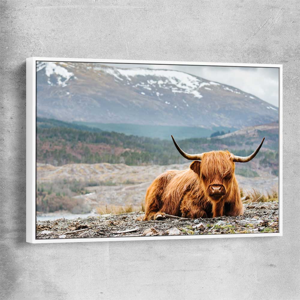 Animal wall art and canvas prints of Relaxing Highland with white framed canvas