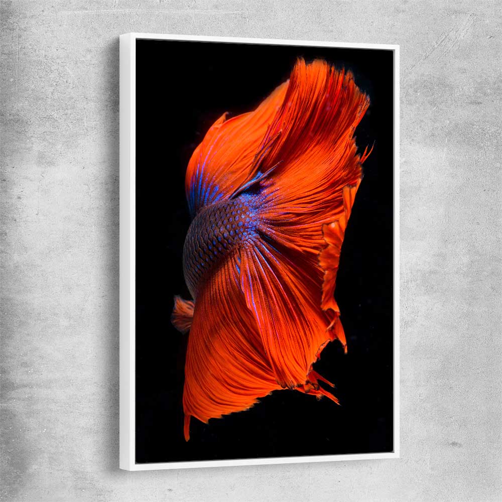 Animal wall art and canvas prints of Siamese Fighter with white framed canvas
