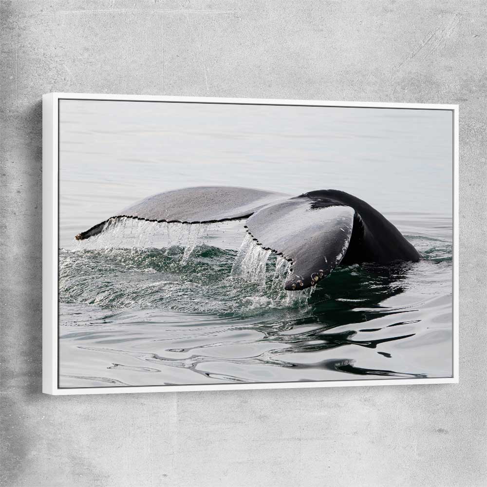 Beach and coastal wall art print of Humpback Whale with white framed canvas