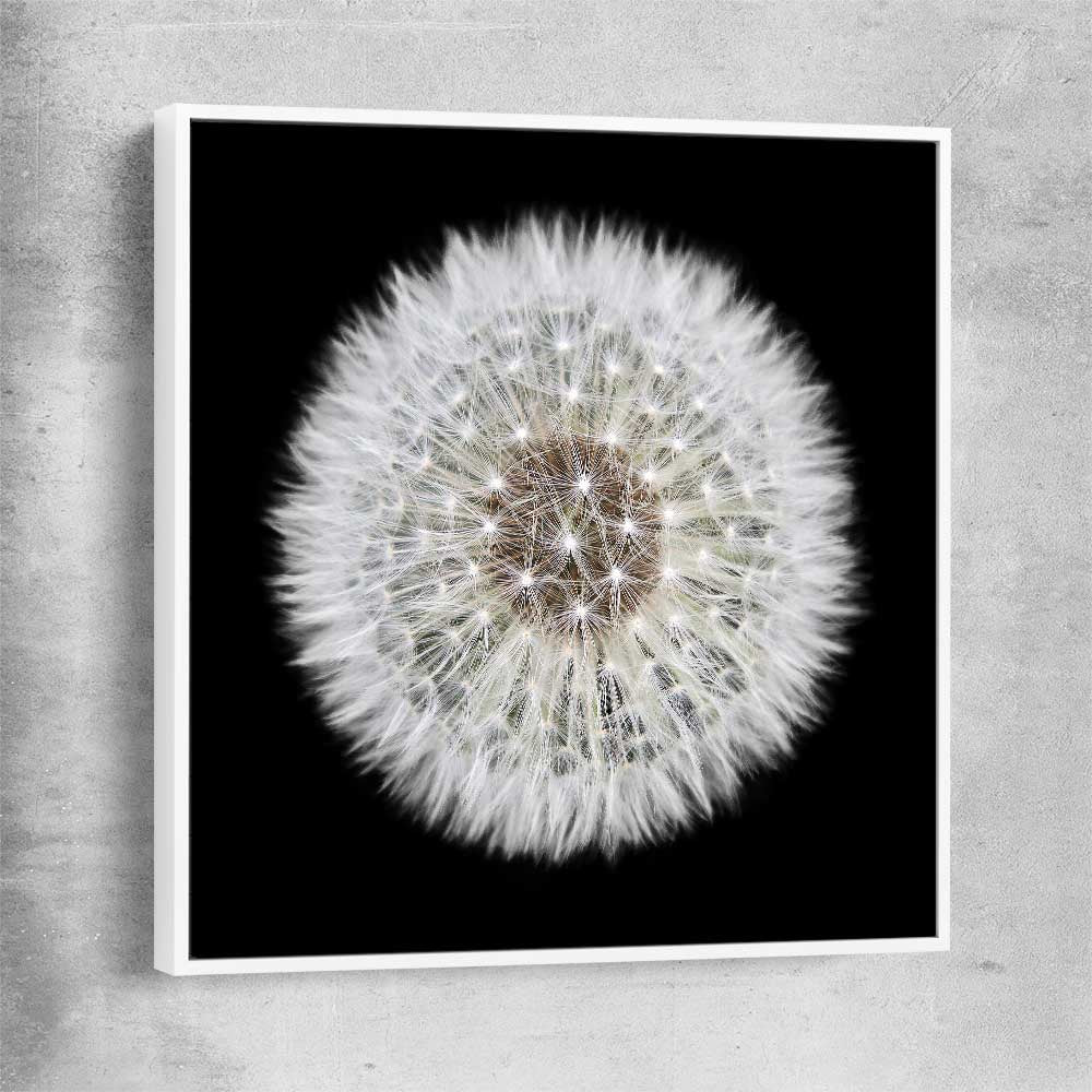 Inspirational wall art print of Isolated Dandelion with white framed canvas