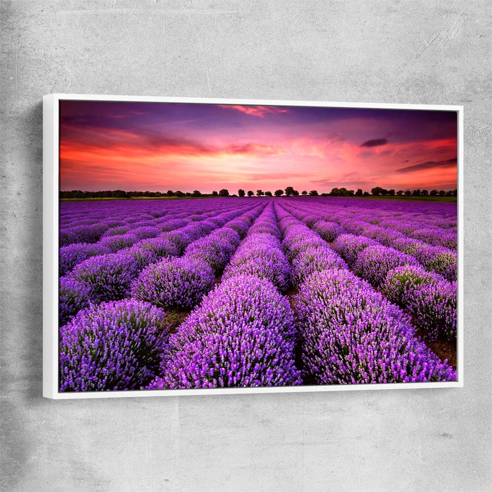 Floral print of Lavender Field with white framed canvas