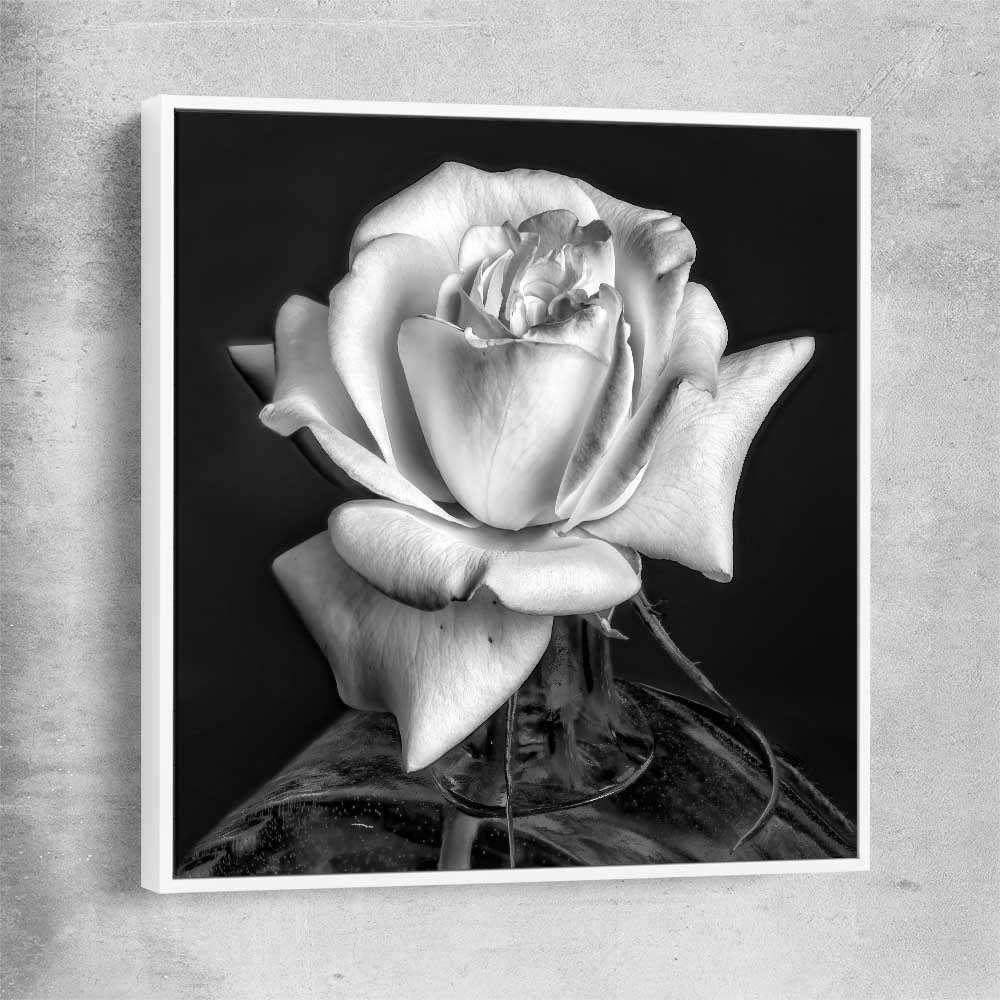 Floral print of Monochrome Rose with white framed canvas