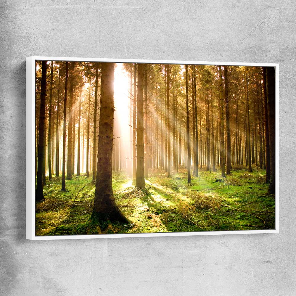 Floral print of Pine Forest Sunrise with white framed canvas
