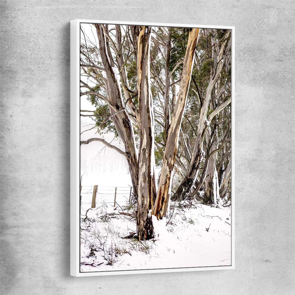 Floral print of Snowy Gumtrees with white framed canvas