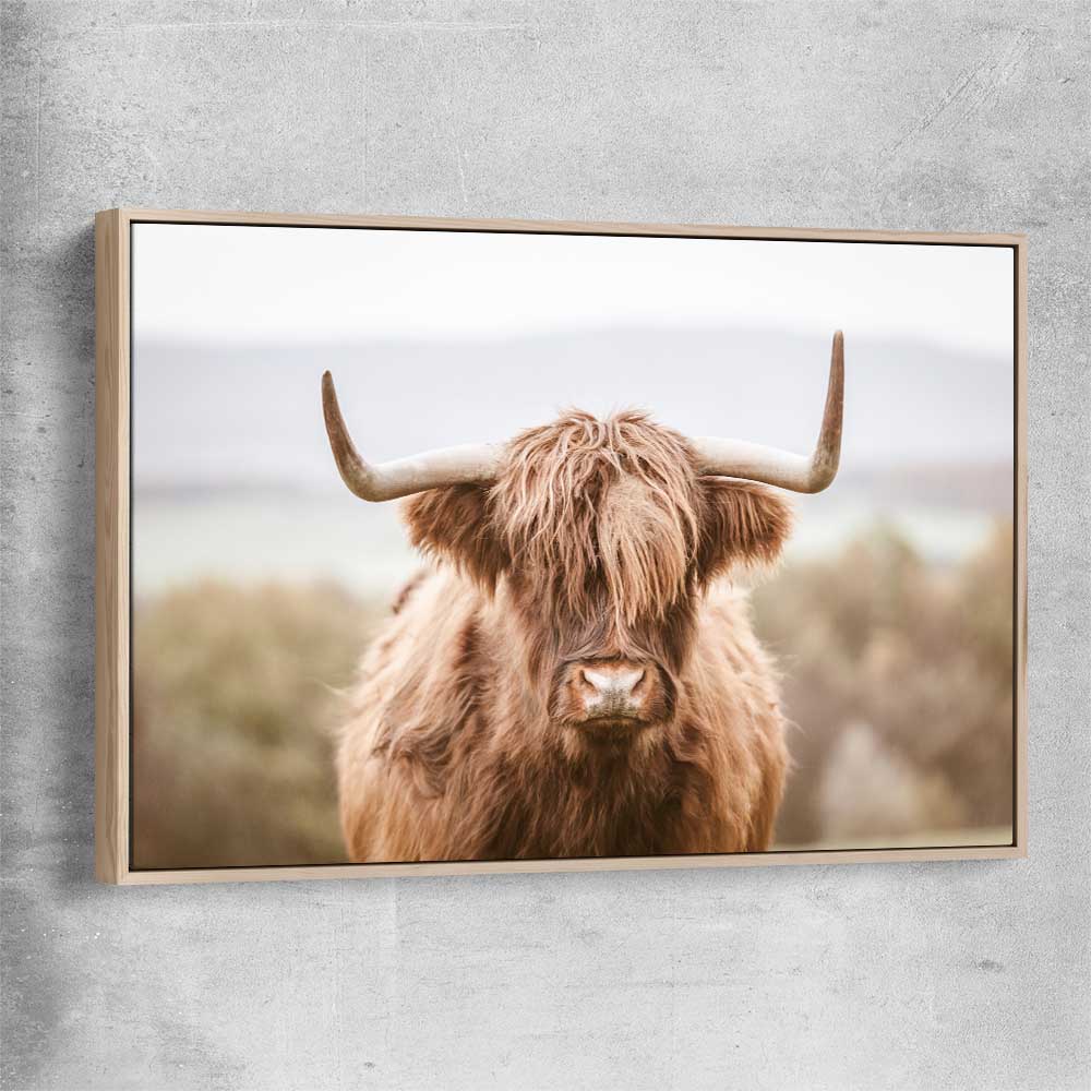 Animal wall art and canvas prints of Highland Cow with raw oak framed canvas