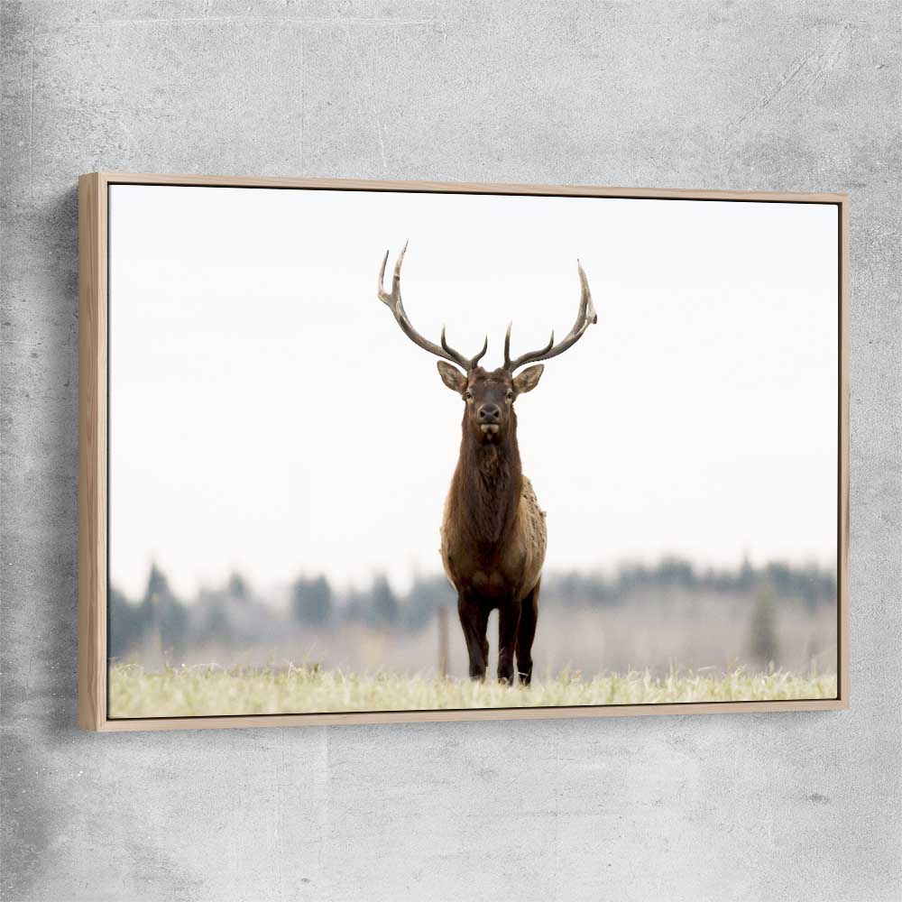 Animal wall art and canvas prints of Lone Deer with raw oak framed canvas