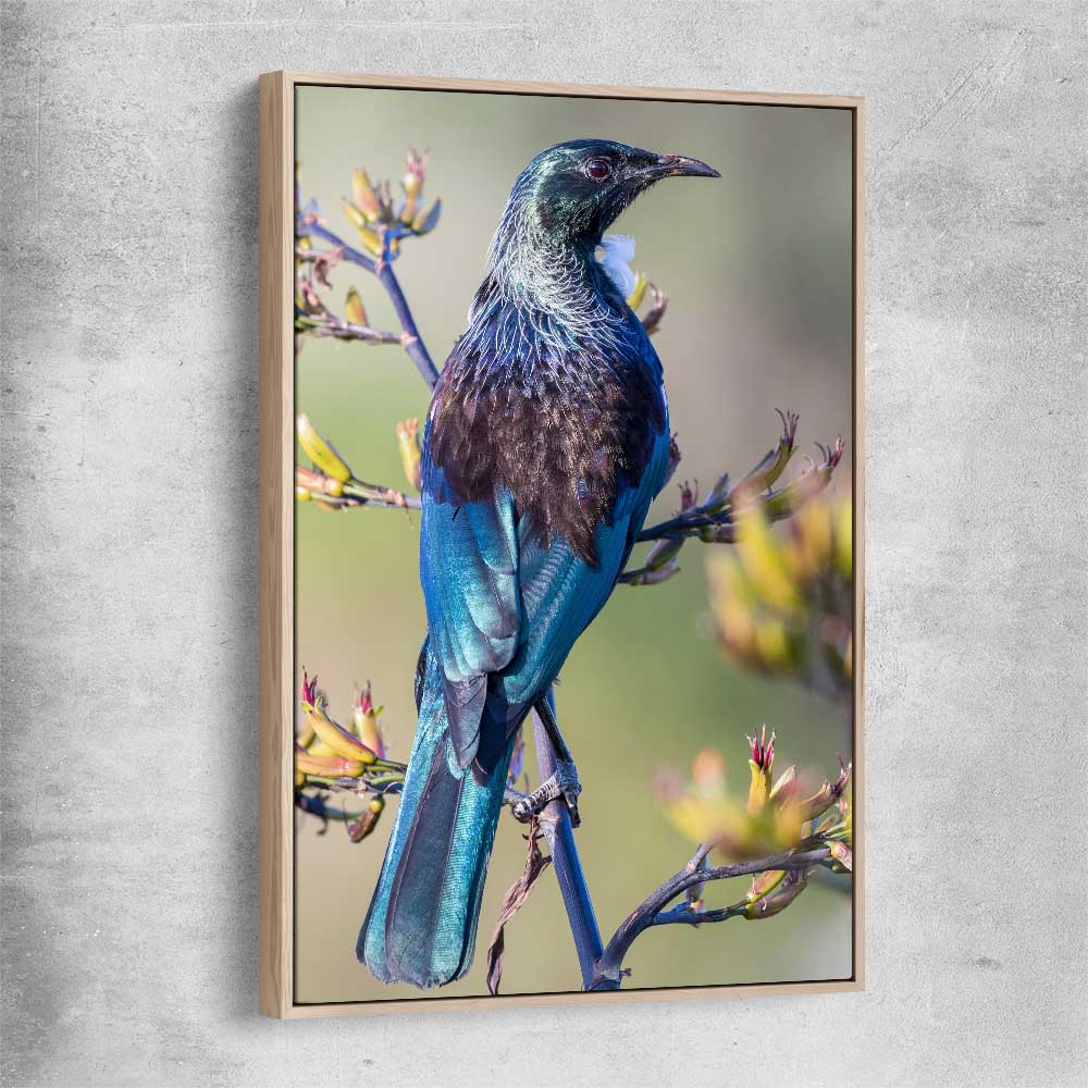 Animal wall art and canvas prints of New Zealand Tui with raw oak framed canvas