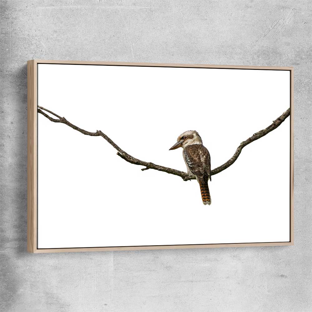 Animal wall art and canvas prints of Perched Kookaburra with raw oak framed canvas