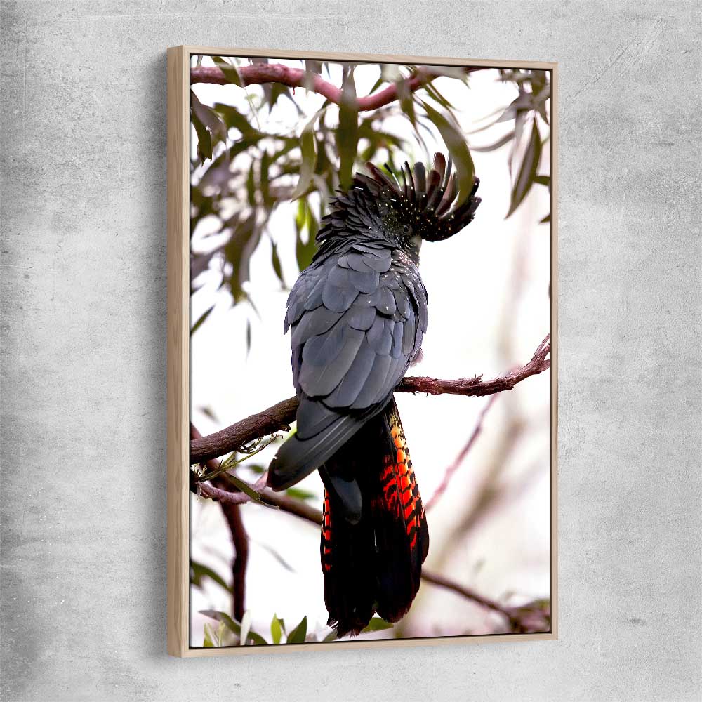 Animal wall art and canvas prints of Red Tail Cockatoo with raw oak framed canvas