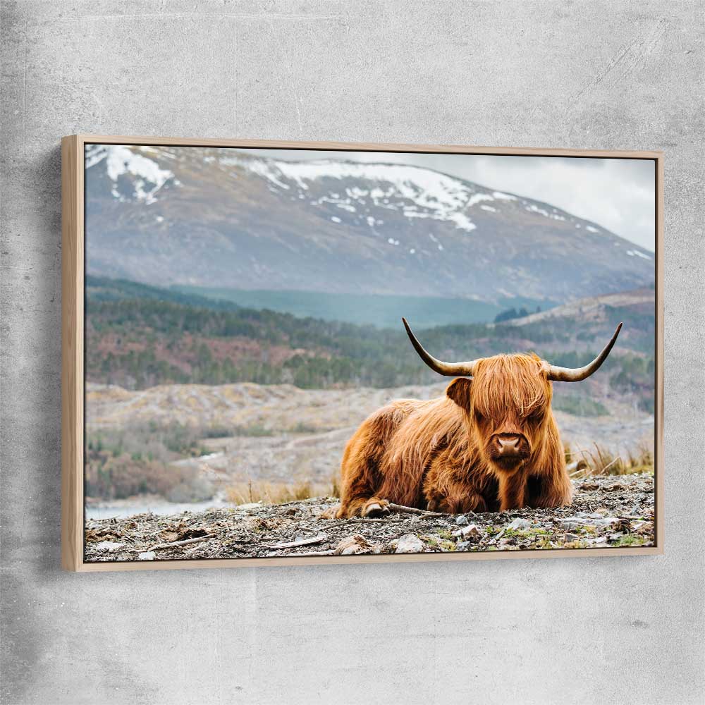 Animal wall art and canvas prints of Relaxing Highland with raw oak framed canvas