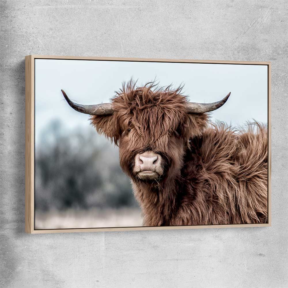 Animal wall art and canvas prints of Scottish Highland with raw oak framed canvas