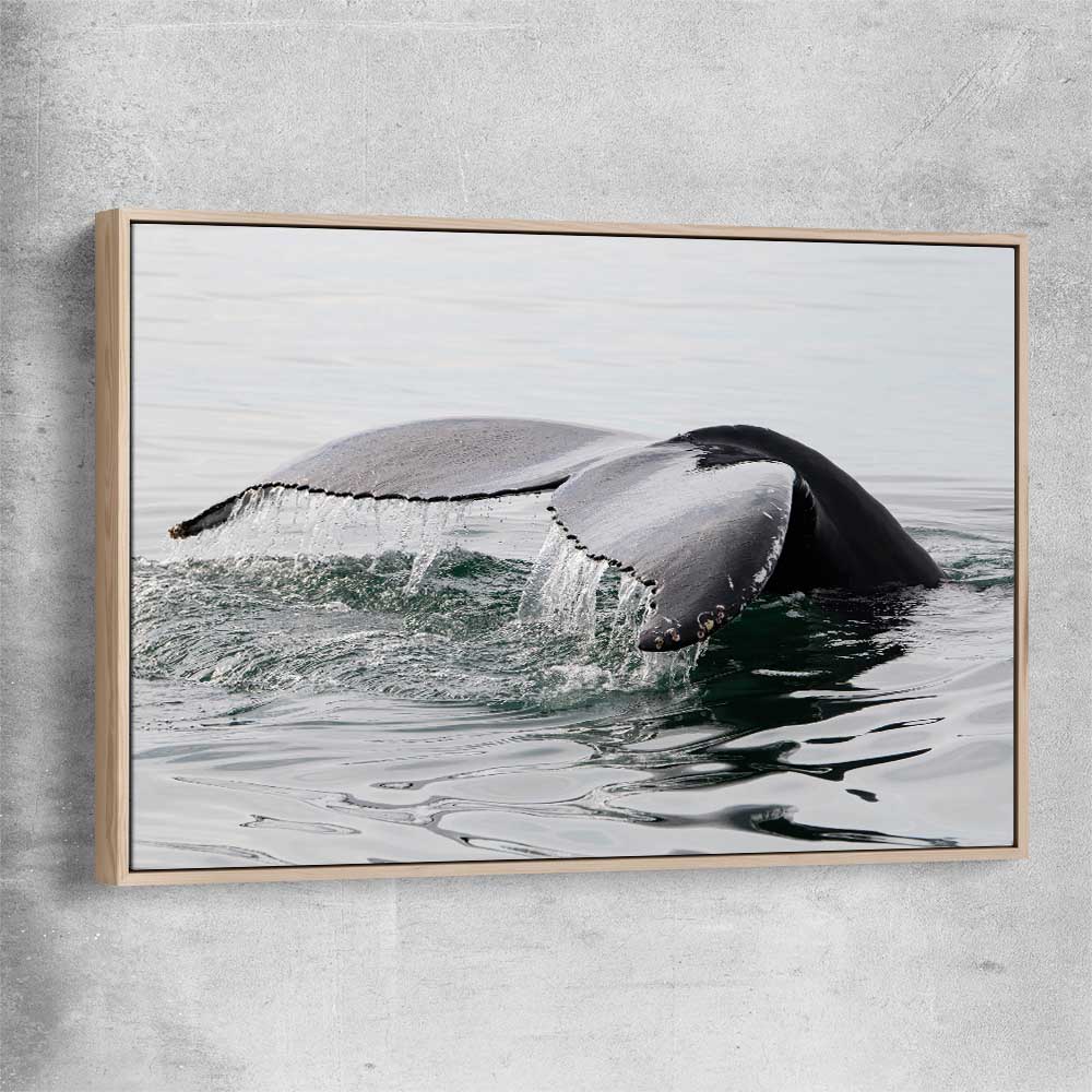Beach and coastal wall art print of Humpback Whale with raw oak framed canvas