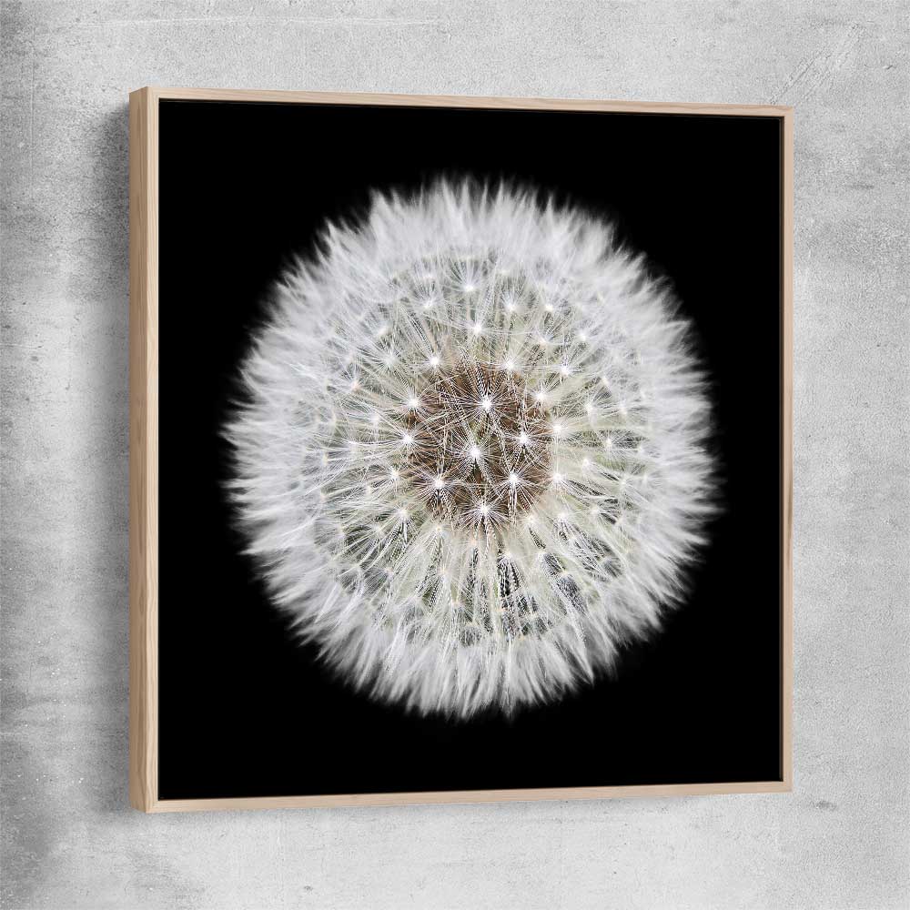 Inspirational wall art print of Isolated Dandelion with raw oak framed canvas