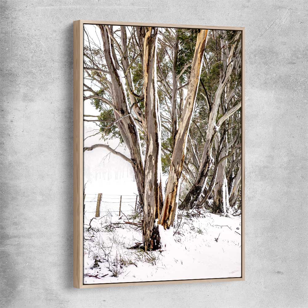 Floral print of Snowy Gumtrees with raw oak framed canvas