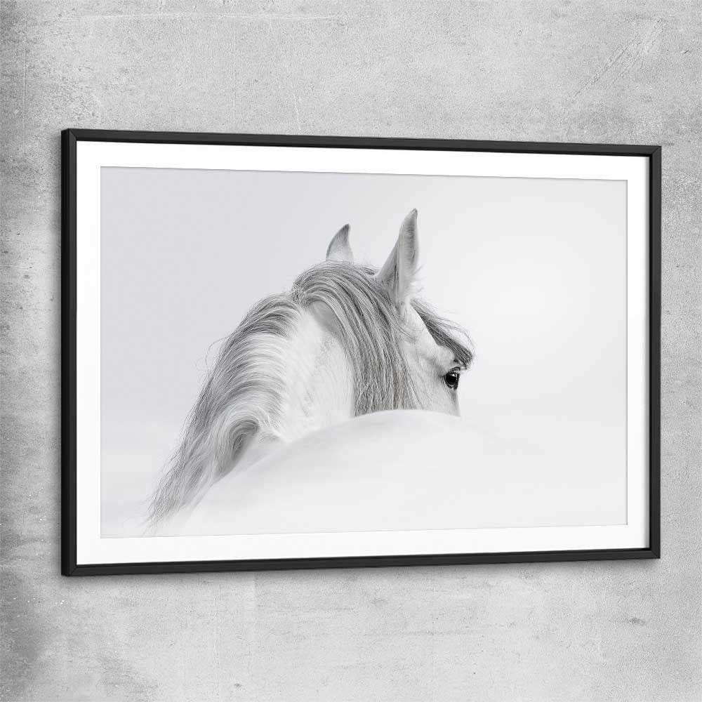 Animal wall art and canvas prints of Andalusian Horse with black glass front frame