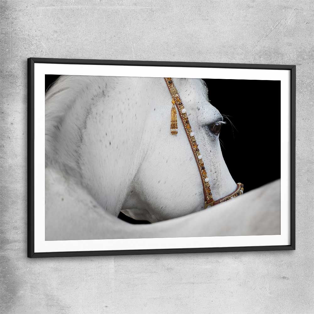 Animal wall art and canvas prints of Arabian Horse with black glass front frame